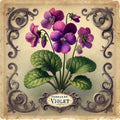 February Birth Flower Violet Print: Vintage Botanical Art (Digital Download)
